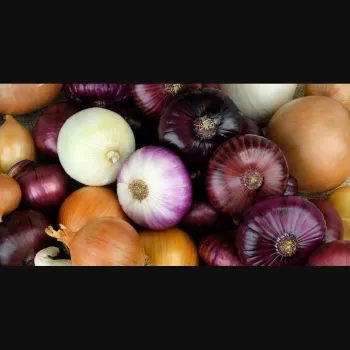 Onion (13)-1114709-26034.webp